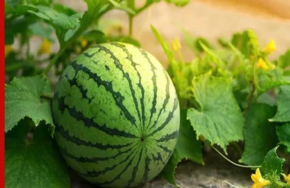 تصویر 5 از خرید و قیمت هندوانه گرد خطی + فروش عمده